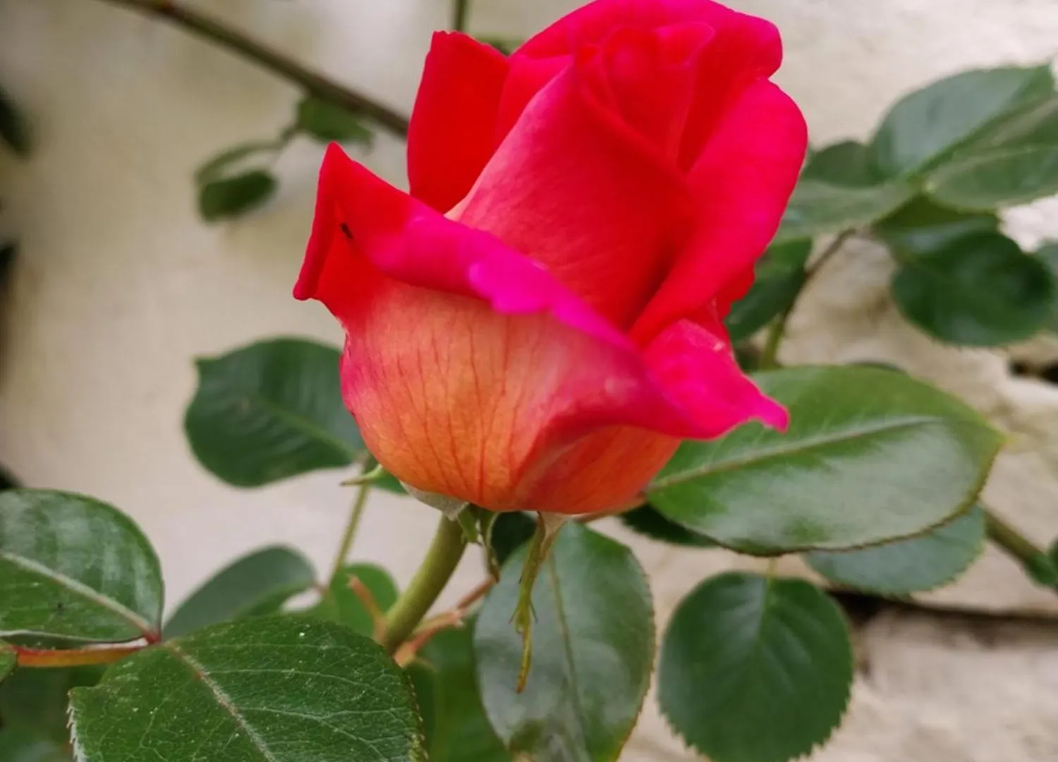 לינה וארוחת בוקר ראבנה B&B La Casa Gialla